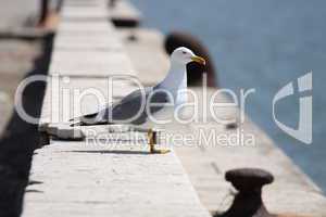 The Sea gull