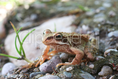 Grasfrosch