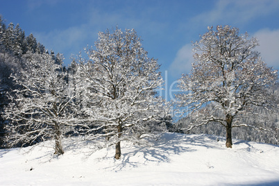 schneebedeckte Bäume