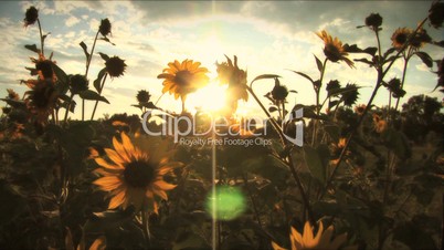 (1117C) Summer Sunflowers in Afternoon Sunset
