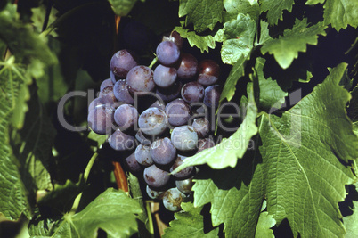 Blaue Trauben im Weinberg, Nahaufnahme.Red grapes in a vineyard, closeup,
