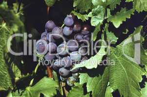Blaue Trauben im Weinberg, Nahaufnahme.Red grapes in a vineyard, closeup,