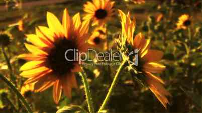 (1117B) Summer Sunflowers in Afternoon Sunset