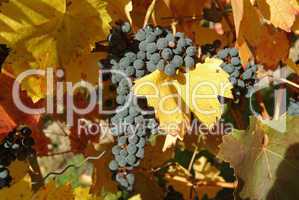 Blaue Trauben im Weinberg, Nahaufnahme,Baden-Wuerttemberg,Sueddeutschland,.red grapes,blue grapes in a vineyard, closeup,south Germany,