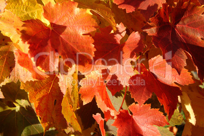 Blaue Trauben im Weinberg, Nahaufnahme,Baden-Wuerttemberg,Sueddeutschland,.red grapes,blue grapes in a vineyard, closeup,south Germany,