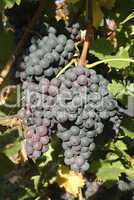 Blaue Trauben im Weinberg, Nahaufnahme,Baden-Wuerttemberg,Sueddeutschland,.red grapes,blue grapes in a vineyard, closeup,south Germany,