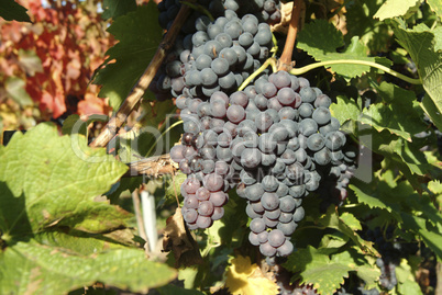 Blaue Trauben im Weinberg, Nahaufnahme,Baden-Wuerttemberg,Sueddeutschland,.red grapes,blue grapes in a vineyard, closeup,south Germany,