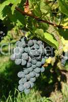Blaue Trauben im Weinberg, Nahaufnahme,Baden-Wuerttemberg,Sueddeutschland,.red grapes,blue grapes in a vineyard, closeup,south Germany,