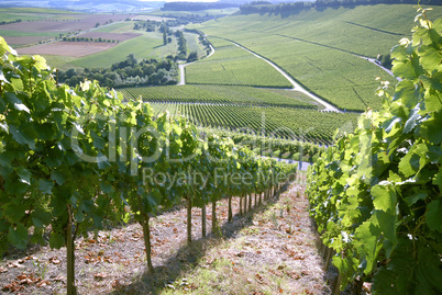 Weinberg,weinbaulandschaft,Reblandschaft,Weinbau,