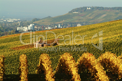 Weinberg,weinbaulandschaft,Reblandschaft,Weinbau,