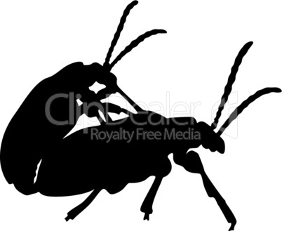 Kopulierende Käfer