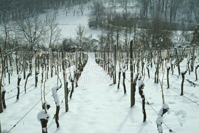 Weinberg,Weinbaulandschaft,Reblandschaft,Weinbau,Winter,Schnee,Kaelte,