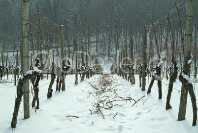 Weinberg,Weinbaulandschaft,Reblandschaft,Weinbau,Winter,Schnee,Kaelte,