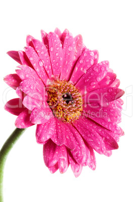 Gerbera