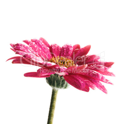 Gerbera Makro