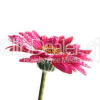 Gerbera Makro