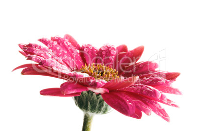 Gerbera Makro