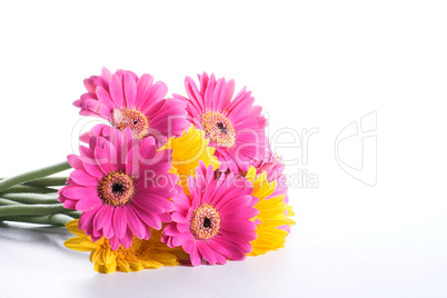 Gerbera Strauß