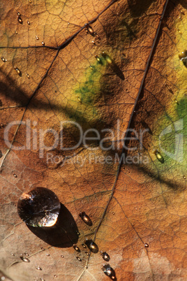 herbstliches Blatt mit Regentropfen