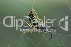 Wespe im Spinnennetz