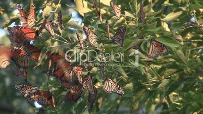 Monarch Butterfly Migration Cluster