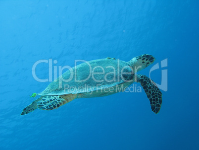 Marine turtle (4597)