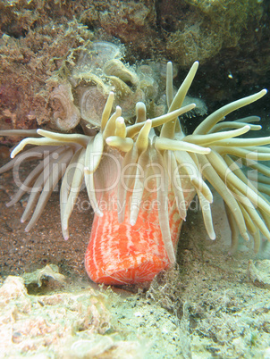 Sea anemone