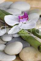 Orchidee und Bambus