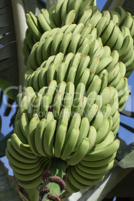 Grüne Bananen