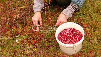 Collect cranberries on the marsh