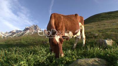 Cow Grazing 1