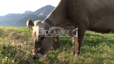 Cow Grazing On Alpine Meadow