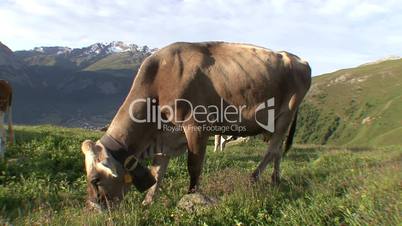 Cows Grazing On Alpine Meadow 2