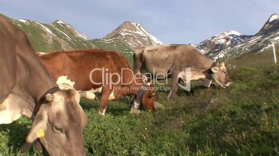 Cows Grazing On Alpine  Meadow 1