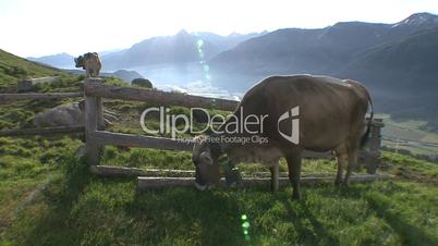 Cows Grazing On Alpine  Meadow 3