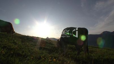 Cows Grazing Sunrise 2