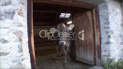 Cows Leaving Shed 2