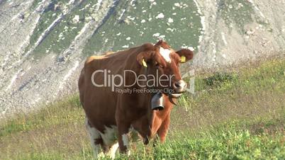 Zoom Out Cow In Front Of Mountain