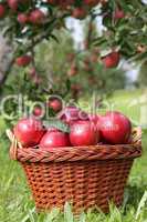 Apfelkorb