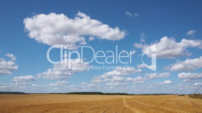 White clouds flying on blue sky over yellow field