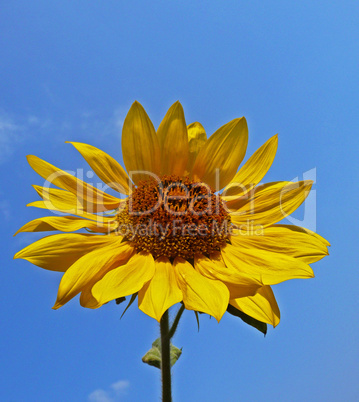 Sonnenblume