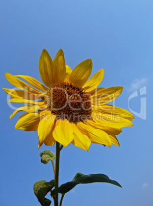 Sonnenblume