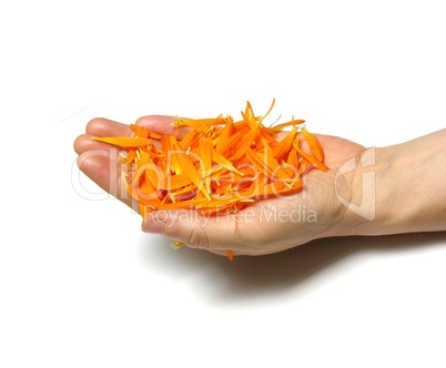 Hand mit Calendula-Blüten
