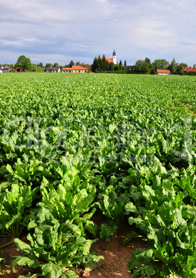 Zuckerrüben-Feld