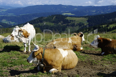 Kühe auf der Alm