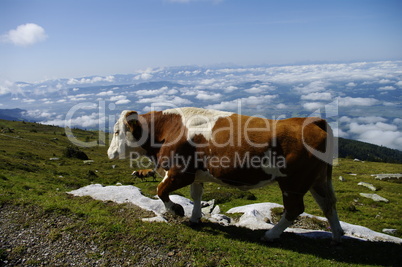 Kuh auf der Alm