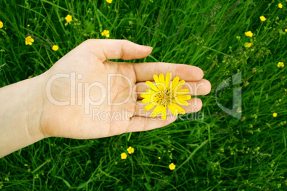 Blüte in Hand