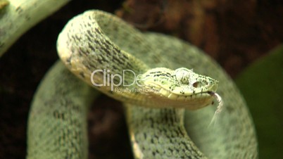 Two-striped forest pitviper (Bothriopsis bilineata)