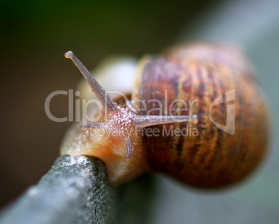 Snail