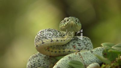 Two-striped forest pitviper (Bothriopsis bilineata)